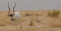 Photo d'un addax