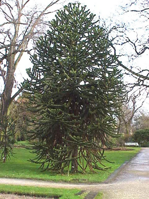 R:Araucaria araucana1.jpg