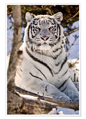 Fichier:595333 poster l.jpg