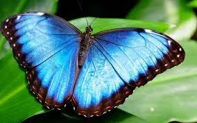 Fichier:R:Le Morpho.jpg