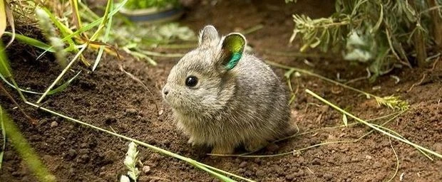 Fichier:IMG 0682.JPG