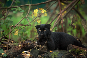 10499588635 c34d75dd28 b pa.jpg