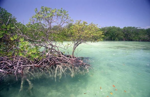 Mangrove.jpg