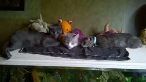 18920522 1397663633613343 4768324419668342008 n.jpg