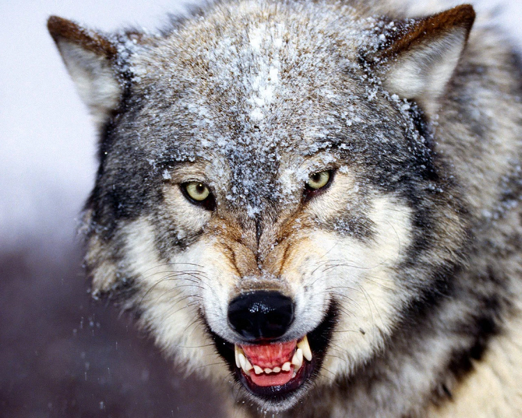 Fichier:R:Bared Teeth, Grey Wolf.jpg