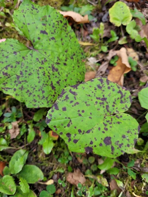 R:Pante semblable au Souffle du Mal.jpeg