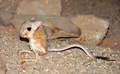 Jerboa, littéralement la "gerboise"