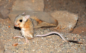 Jerboa.jpg