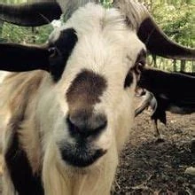 Fichier:R:OIP 11.jpeg