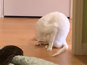 R:Vanille en pose questionnable.jpeg