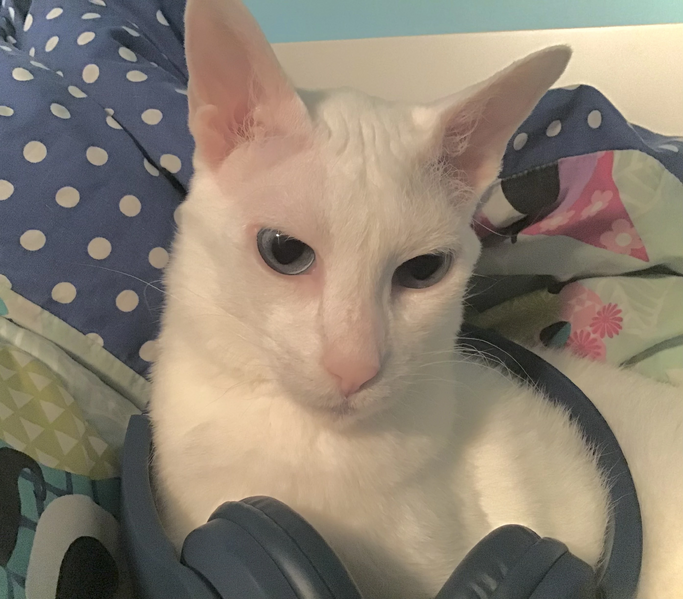 Fichier:R:Vanouille qui a trop de style.jpg