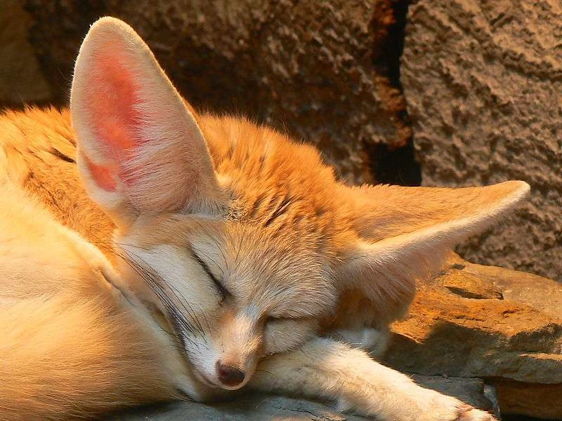 Fichier:R:C3fe27ffde 50036239 800px-fennec-fox-vulpes-zerda-sleeping-wilhelma-zoo-8.jpg