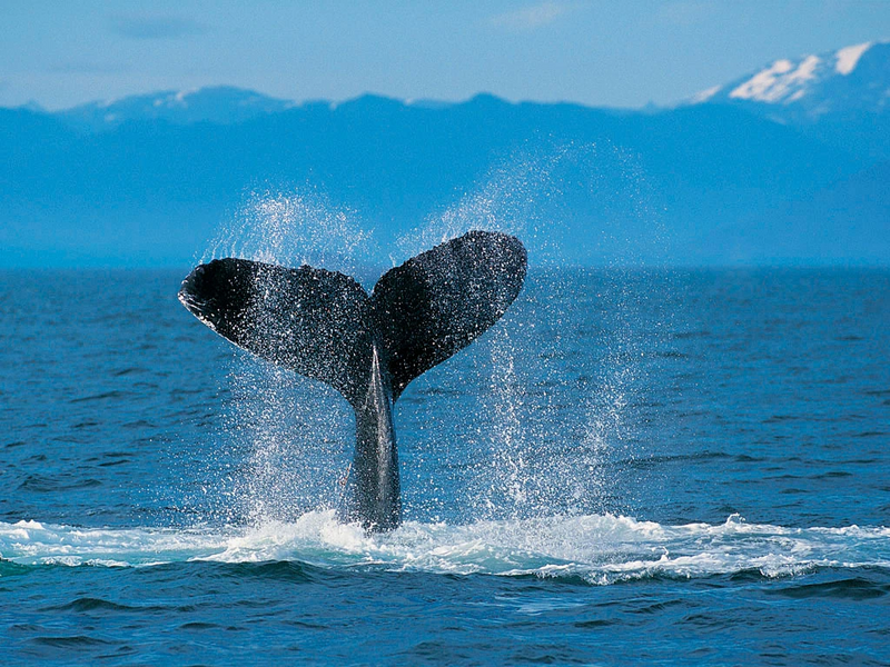 Fichier:Humpback Whale.jpg
