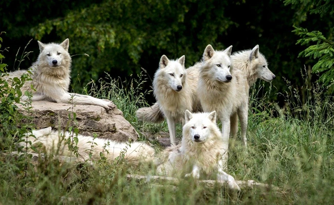 Fichier:R:Team Amis Des Loups.jpg