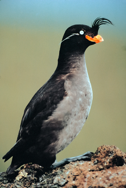 Fichier:Auklet.jpg