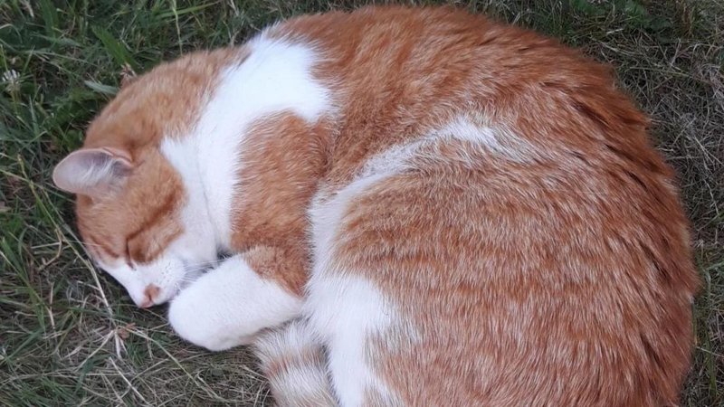 Fichier:B9716639108Z.1 20180817093323 000 G0HBS6QAH.1-0.jpg