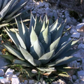 L’Agave