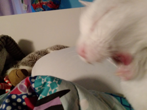 R:Vanille qui pique une crise.jpeg