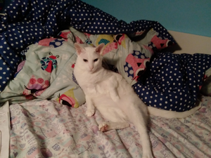 Vanille a la mollo.jpeg