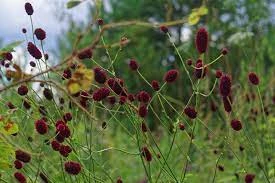 Fichier:R:La pimprenelle.jpg