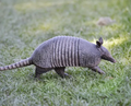 Un Armadillo