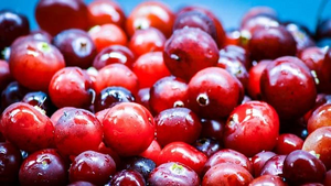 Cramberry fruit.jpg