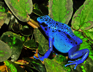 Dendrobates azureus (Dendrobates tinctorius) Edit.jpg