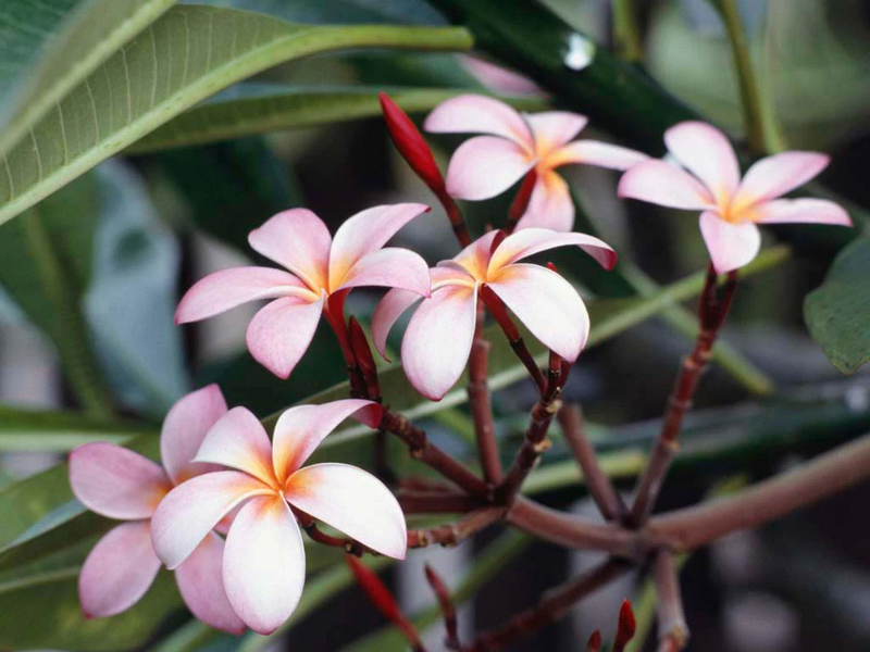 Fichier:Frangipani Flowers.jpg