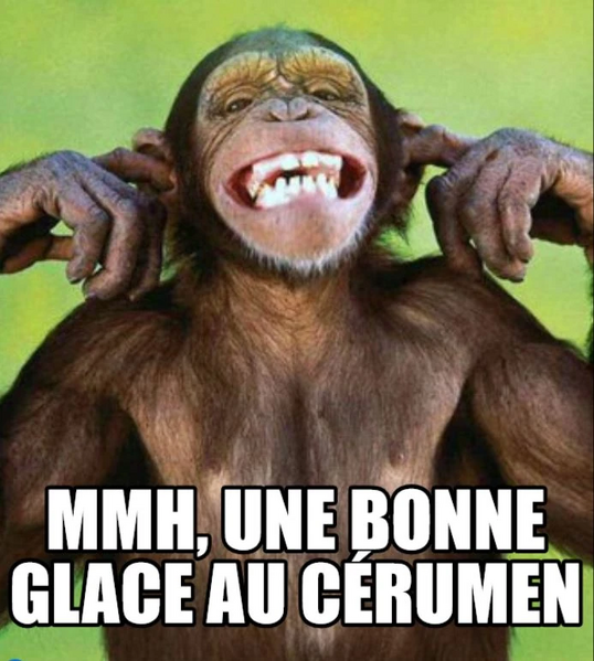 Fichier:R:Chimpanzé.jpg