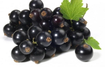 Fichier:R:Baies à fumée.png