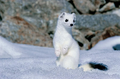 Une hermine, un petit animal des neiges ressemblant au furet.