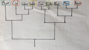 R:WoF phylogeny 2.jpg
