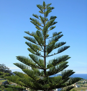 Araucaria88.jpg