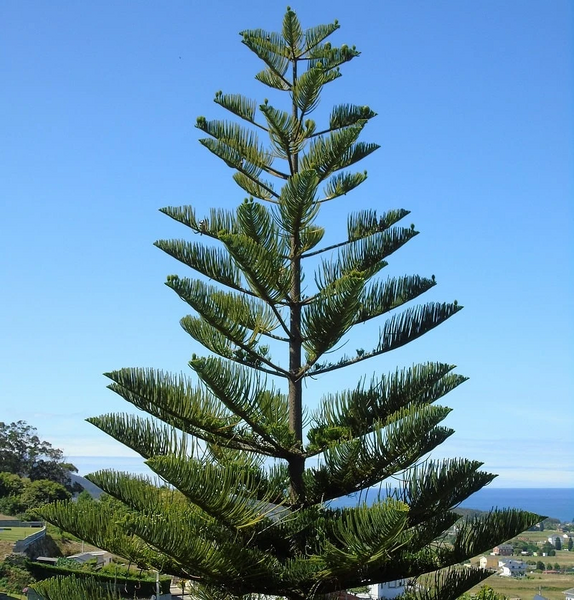 Fichier:Araucaria88.jpg