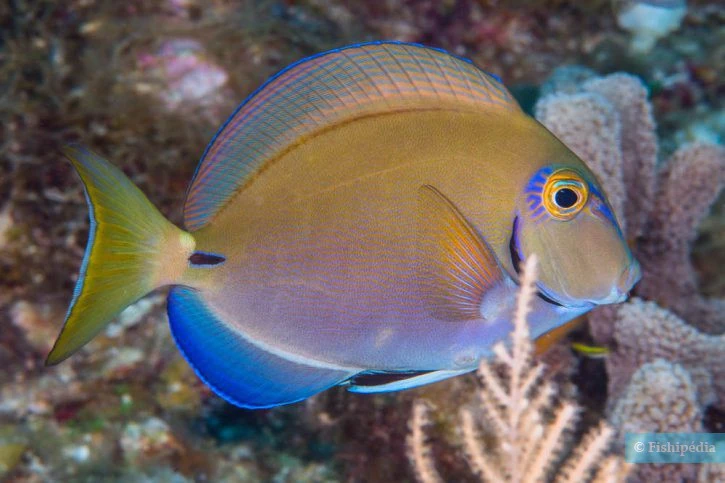 Fichier:Acanthurus-tractus-Akumal-Mexico-725x483.jpg