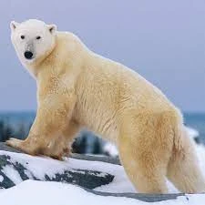 Fichier:R:Un ours polaire.jpg