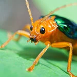 Fichier:Invertebrate bombardier-beetle 600x300.jpg