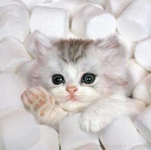 Photo-de-chat-trop-mignon-1 (2).jpg