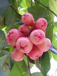 Fichier:R:Le fruit jambu.jpg