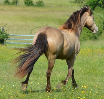 Fichier:R:Screenshot 2021-04-24 Belgara Valdraco.png