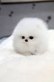 Fichier:MAIS C TELLEMENT ADORABLE.jpg