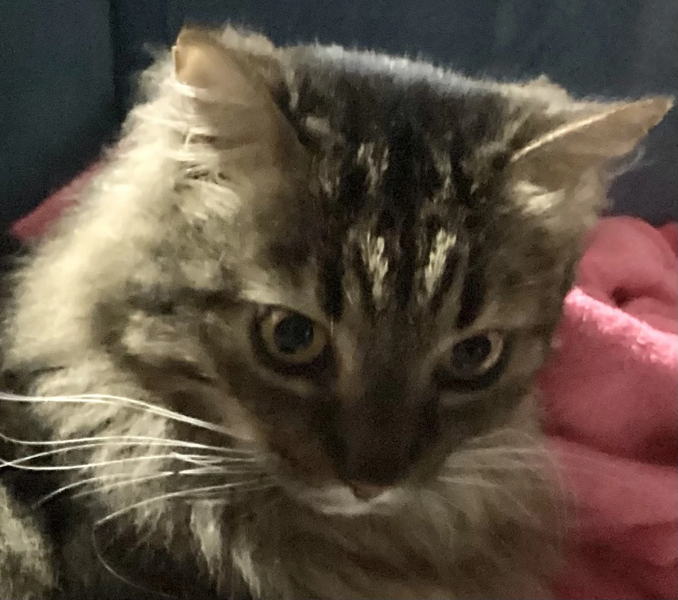 Fichier:R:Minou Eloïse.jpg