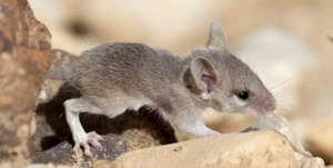 R:Souris épineuse.png