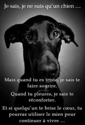 R:Citation trop mignonne !.jpg