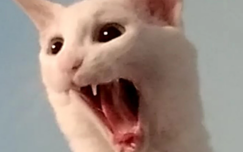 Fichier:Ze classic cuz y nut.jpeg