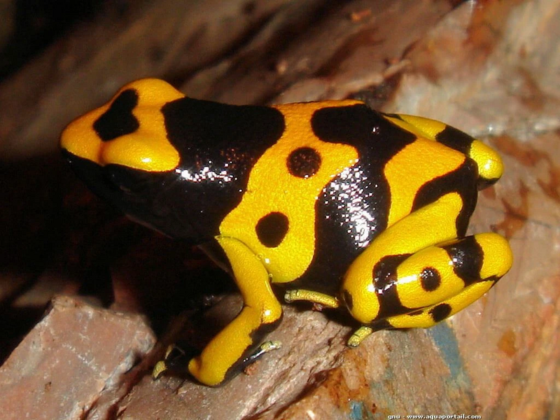 Fichier:Dendrobates-auratus.jpg