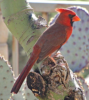 Fichier:R:Cardinal rouge.jpg