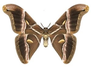 Fichier:Le papillon Bombyx.jpg