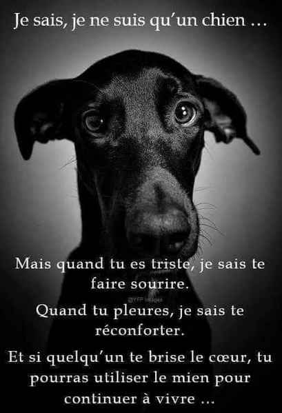 Fichier:Citation trop mignonne !.jpg