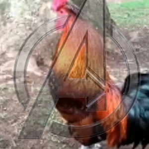 R:PP discord Avengers.jpg